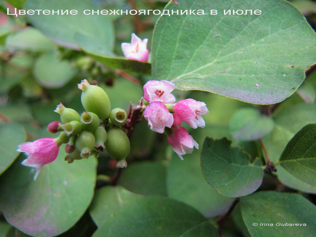 Цветение снежноягодника в июле. Фото И.Губаревой